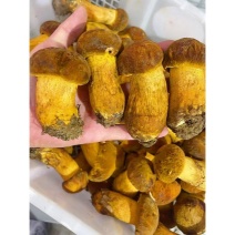 新鲜黄牛肝菌2025鲜货，产地直供
