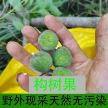 原生态果实鲜货现采泰山山区构树果楮实子精选野生楮桃果