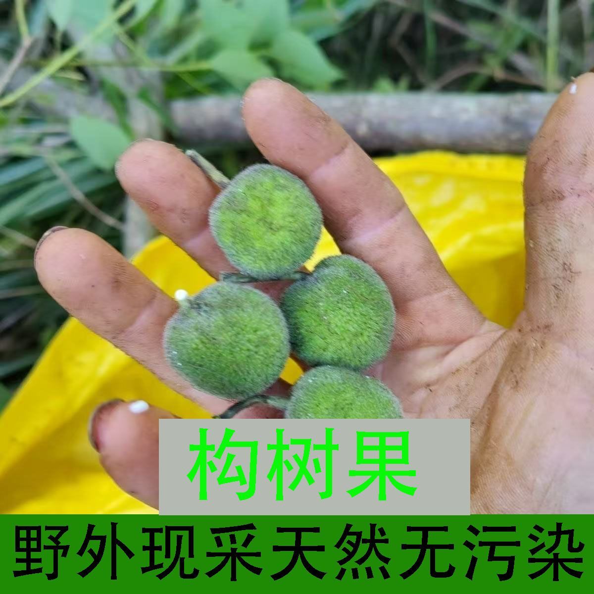 [构树果批发]河南郑州金水区构树果 9.90元/件原生态果实鲜货 _ 一亩田