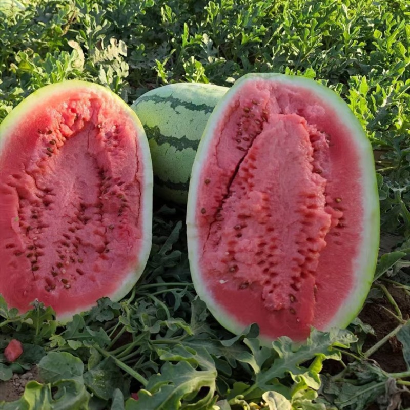 宁夏硒砂瓜中卫石头瓜石缝瓜万亩基地持续供应欢迎咨询