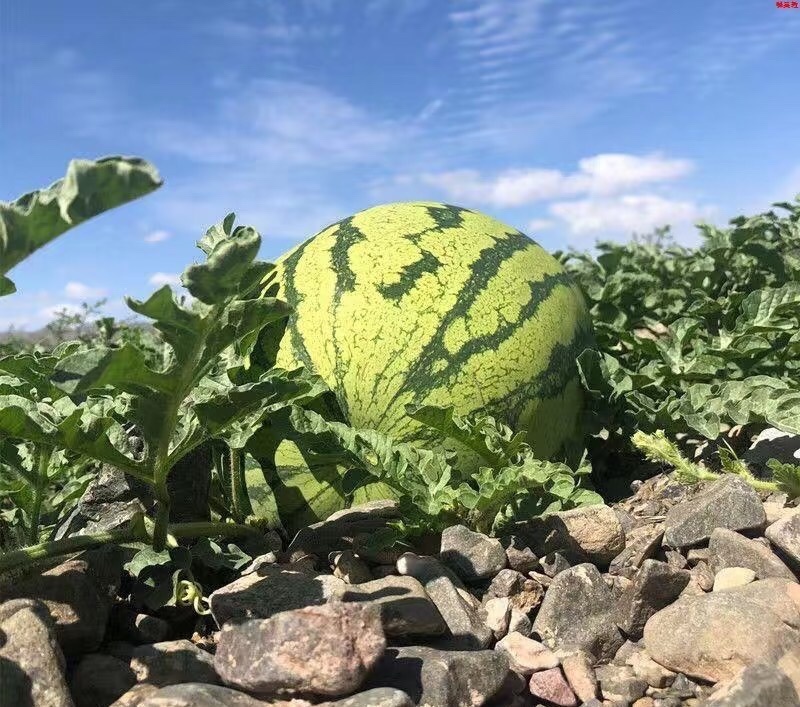 宁夏硒砂瓜中卫石头瓜石缝瓜万亩基地持续供应欢迎咨询