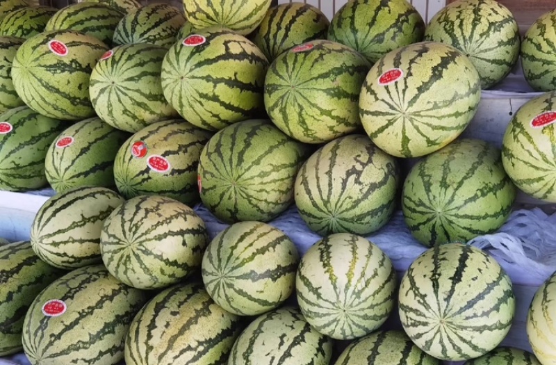 宁夏硒砂瓜中卫石头瓜石缝瓜万亩基地持续供应欢迎咨询