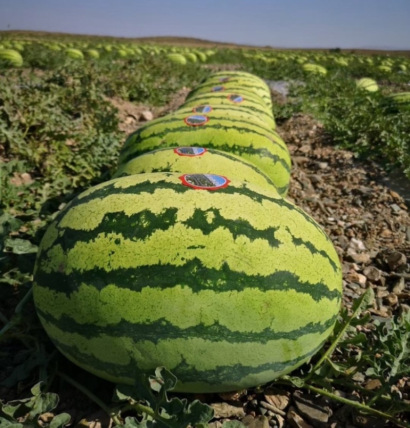 宁夏硒砂瓜中卫石头瓜石缝瓜万亩基地持续供应欢迎咨询