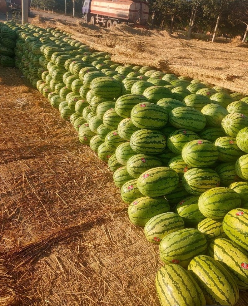 宁夏硒砂瓜中卫石头瓜石缝瓜万亩基地持续供应欢迎咨询