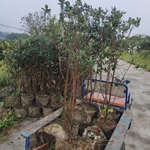 菲油果苗