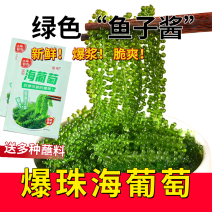 儿童海葡萄新鲜即食绿色鱼子酱长寿菜零食海带海藻100g