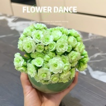 大花绿巴黎长寿花重瓣多肉植物办公室阳台客厅绿植花卉小盆栽好养