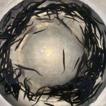 刺鳅鱼苗刀鳅鱼苗中华大刺鳅鱼苗人工孵化，快大品种产地直发