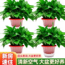 绿萝盆栽室内好养吸除甲醛净化空气水培植物绿植花卉盆栽绿箩批发