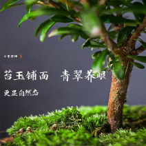 小叶赤楠盆景老桩盆栽植物办公室室内花卉桌面四季常青好养绿植
