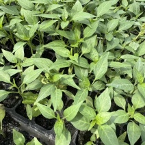 山东辣椒育苗批发各种规格都有品质保证欢迎电话联系