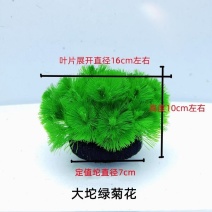 绿菊坨草增氧懒人球形水草一整套净化水质必备品