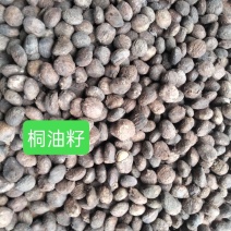 广西桂林野生桐油籽桐油籽桐油干货中药材可榨油