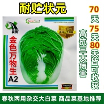 金色万物生A2大白菜种子春秋两用杂交大白菜种籽耐贮状元高