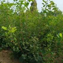 丛生黄栌