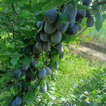 精品蓝西梅，大量现货，颜色好，货源充足，产地直发一手货源