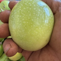 钦蜜9号百香果