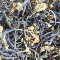 蕨菜干龙爪菜