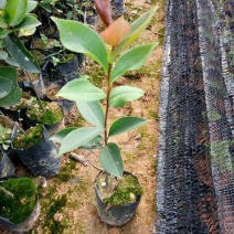 大量供应山油茶袋苗自产自销价格优惠造林**