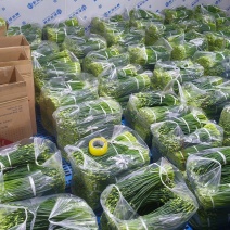 江苏韭菜苔韮苔基地直发保质保量大量现货对接商超电商团购
