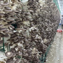 真正高货秀珍菇