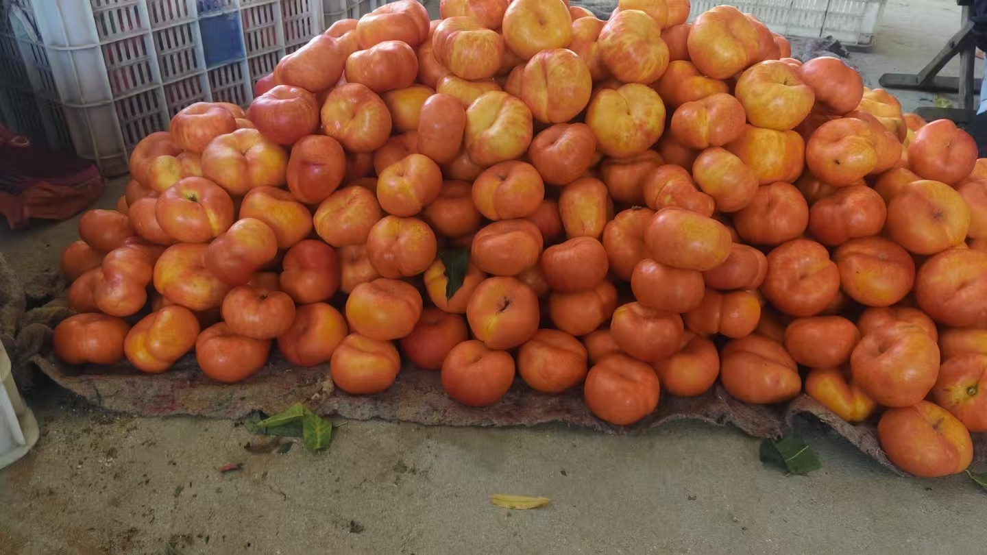 现实中的蟠桃果实