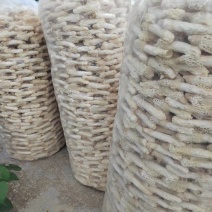 织金红托竹荪