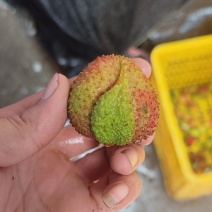 广西灵山鸡嘴荔南国等