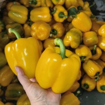 甜椒红椒水果椒彩椒五彩椒黄椒货源充足量大价优