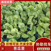 苦瓜苗山东寿光苦瓜苗苗场大量有苗抗病能力强耐寒耐热