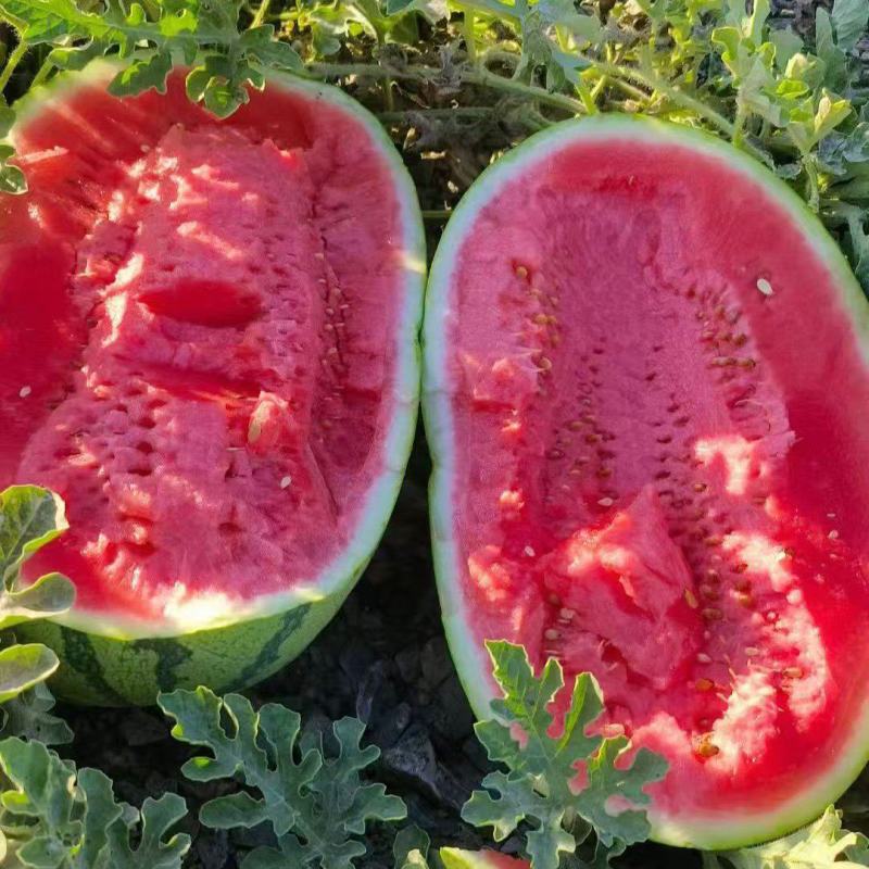 宁夏硒砂瓜石头瓜口感嗄嗄甜大吨位代收代发全国市场