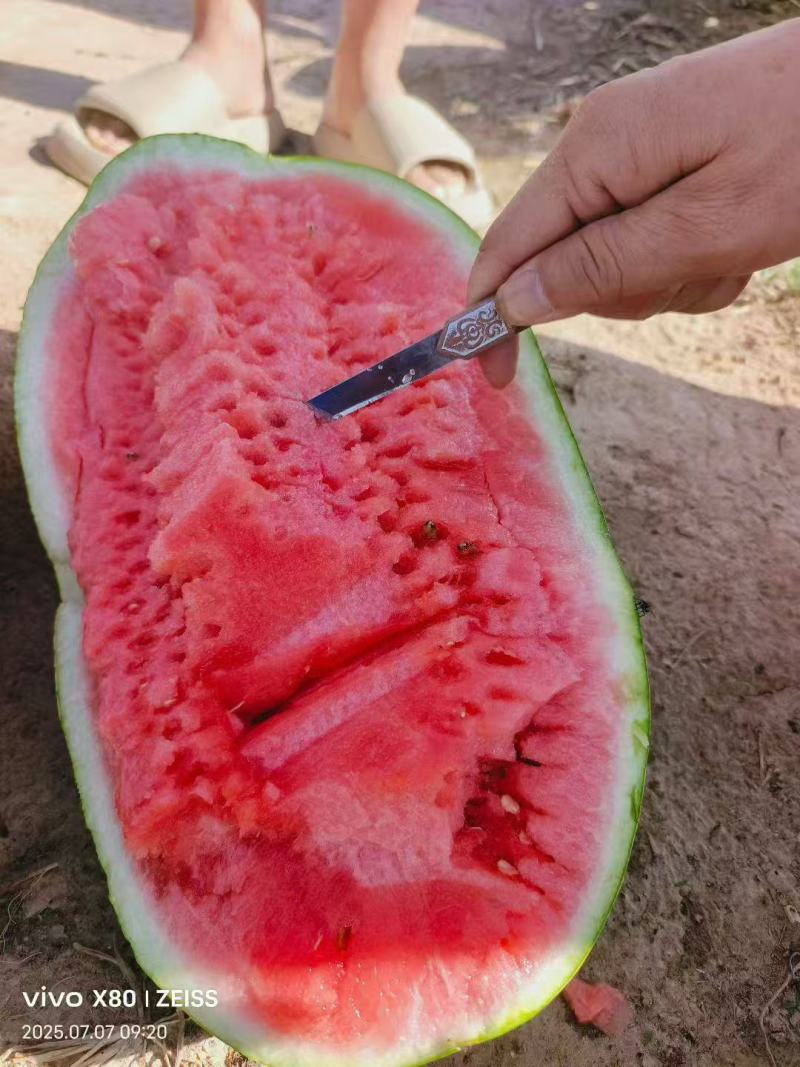 宁夏硒砂瓜石头瓜口感嗄嗄甜大吨位代收代发全国市场