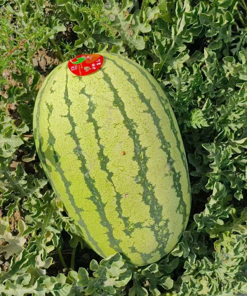 宁夏硒砂瓜石头瓜口感嗄嗄甜大吨位代收代发全国市场