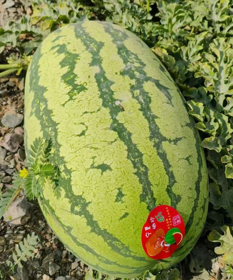 宁夏硒砂瓜石头瓜口感嗄嗄甜大吨位代收代发全国市场