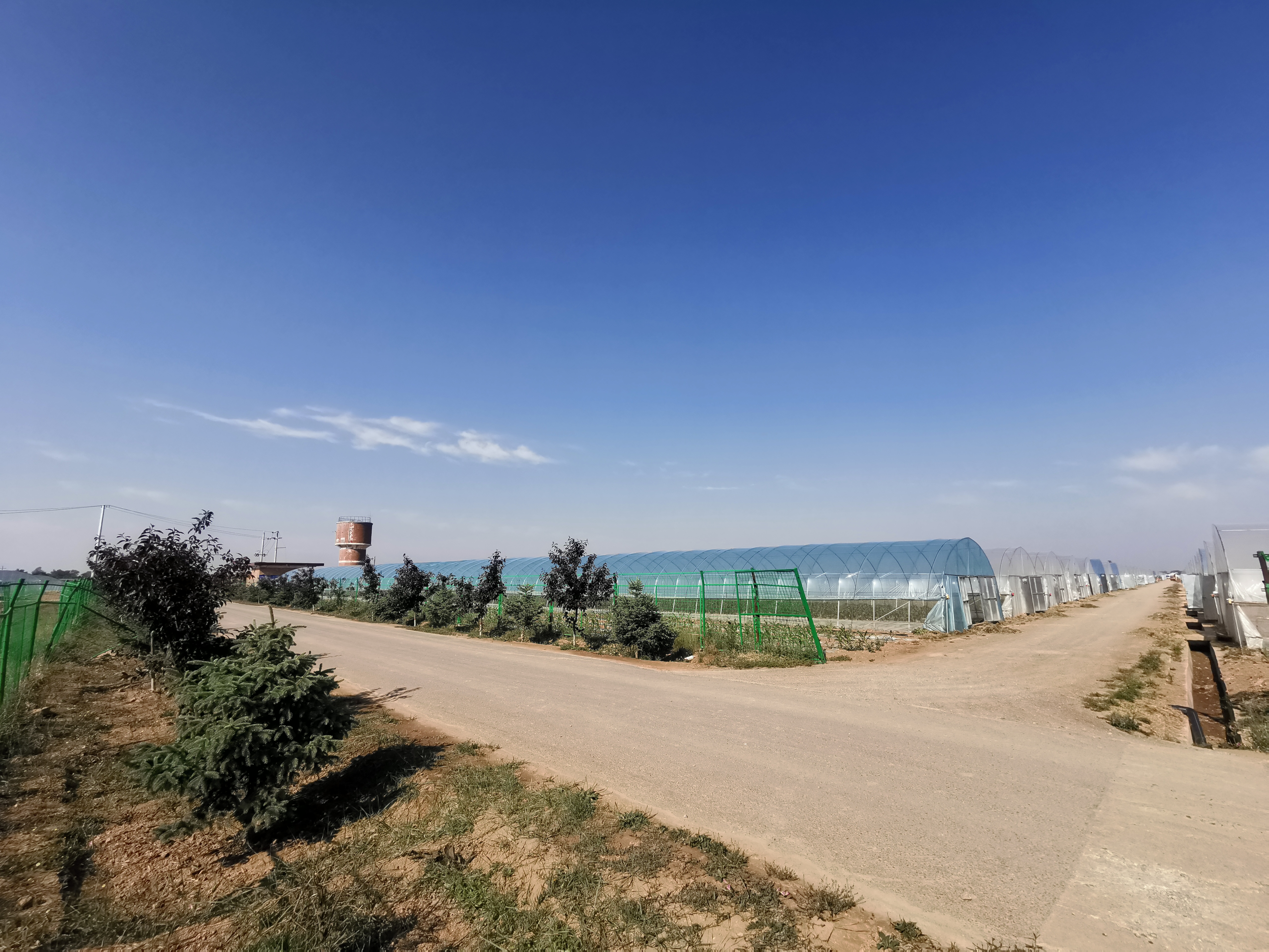 正宗螺丝椒田间挂果特写