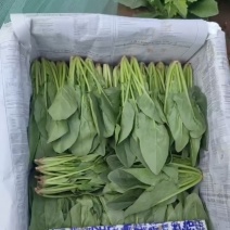 [牛]精品菠菜