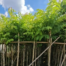 大叶紫薇5-10公分