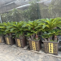 多头铁树组合盆栽精品苏铁特价
