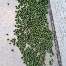 构树果