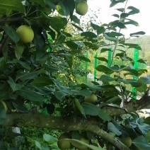 翠冠梨