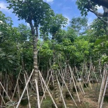 秋枫骨架10-25分，大量低价出售