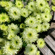 绿天赞盆栽四季开花菊花室内单头菊天赞庭院花卉阳台耐寒花苞植物