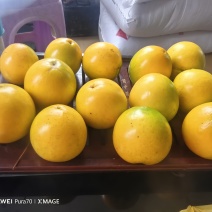 广东省廉江黄晶果