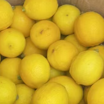 黄柠一级果，现摘现发，价格美丽