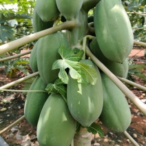 益源生木瓜