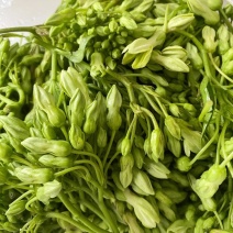 绿叶蔬菜四季时令蔬菜煎蛋煲汤夜香花食用新鲜采摘便宜3斤可吃