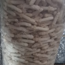 贵州红托竹孙