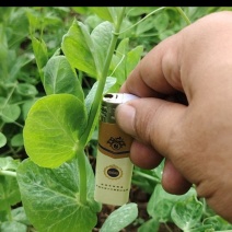 豌豆尖豆尖，大量出货中，自有基地4000亩，寻长期合作商