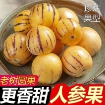 人参果云南石林产地直供寻求全国各地批发商电商一件代发