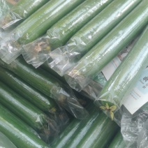 河南丝瓜，油皮丝瓜，规模种植。视频看货，线上保障交易。